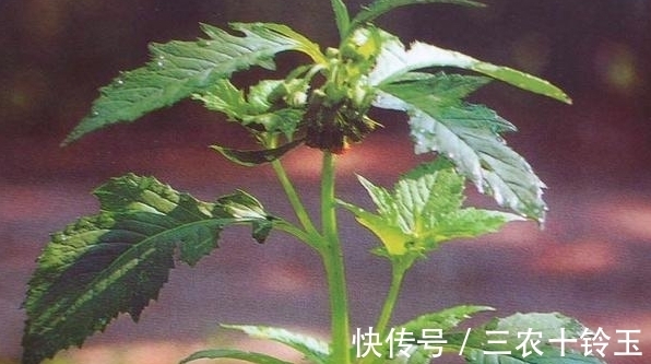 安南菜|农村一种常见野菜，农民总认为它是茼蒿，营养高，能入药治病