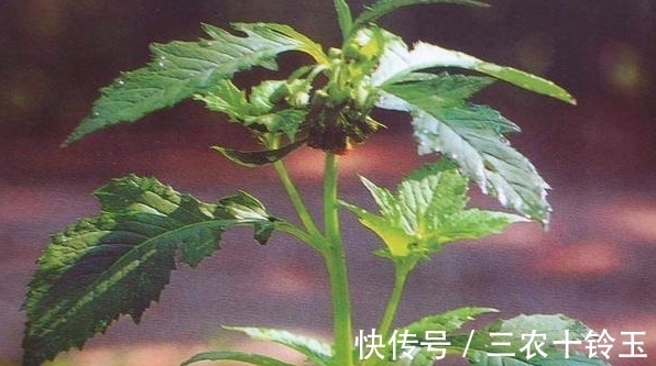 安南菜|农村一种常见野菜,农民总认为它是茼蒿,营养高,能入药治病