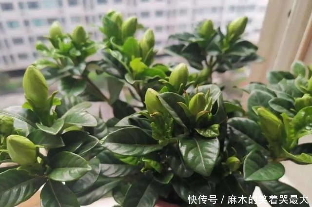 公认难养的6种花,新手慎买,养不活还浪费钱!