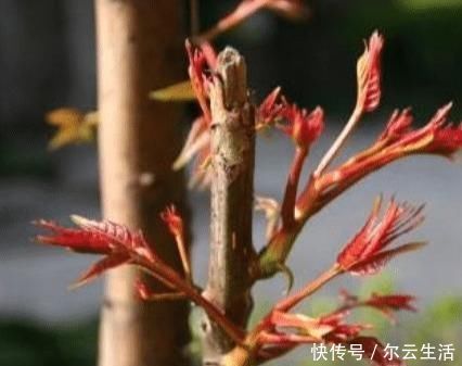 很好吃|中国农村最好吃的野菜,全吃过的人不多,你能准确叫出名字吗?