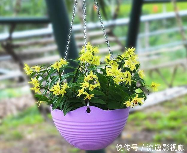  家中养花不要瞎眼！这6种花旺财又养人，而这2种花是大忌！