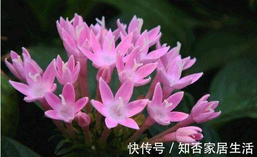 农历|农历7月7号起,最适合养这些花,花色美轮美奂,充满生机
