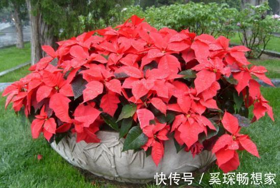 睡眠质量|卧室养花不了解这些，随意盆栽可能会引发失眠、没精神、一身病