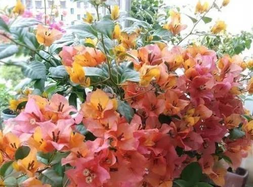 花朵|3种花随便养,长得快开花多,养成瀑布,美如画!