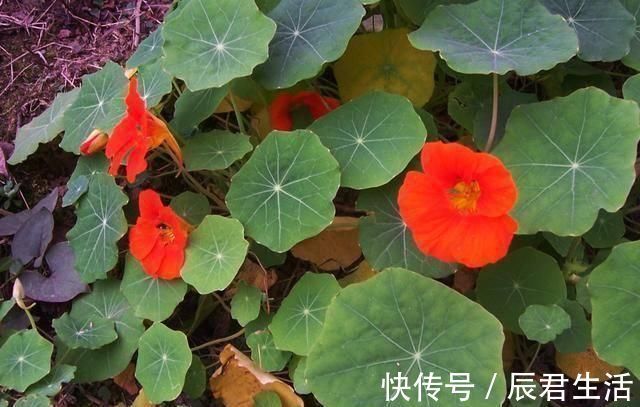 “2种花”往家里养,阳台摆2盆,一年有200多天在开花,太美了