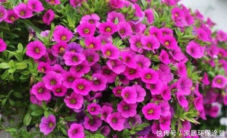 4种花养在阳台很合适,给点阳台就灿烂,美不胜收