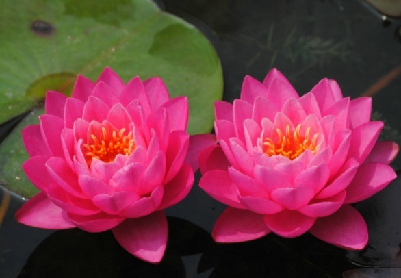 喜欢养花，不如养盆琼花，如同''开花机器''，烂漫迷人