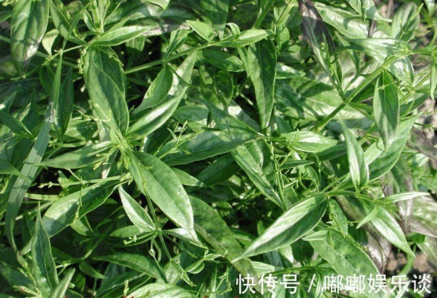 疔毒疮肿|纯天然的消炎药，女性要多吃，感冒、妇科炎症看见也许绕道跑