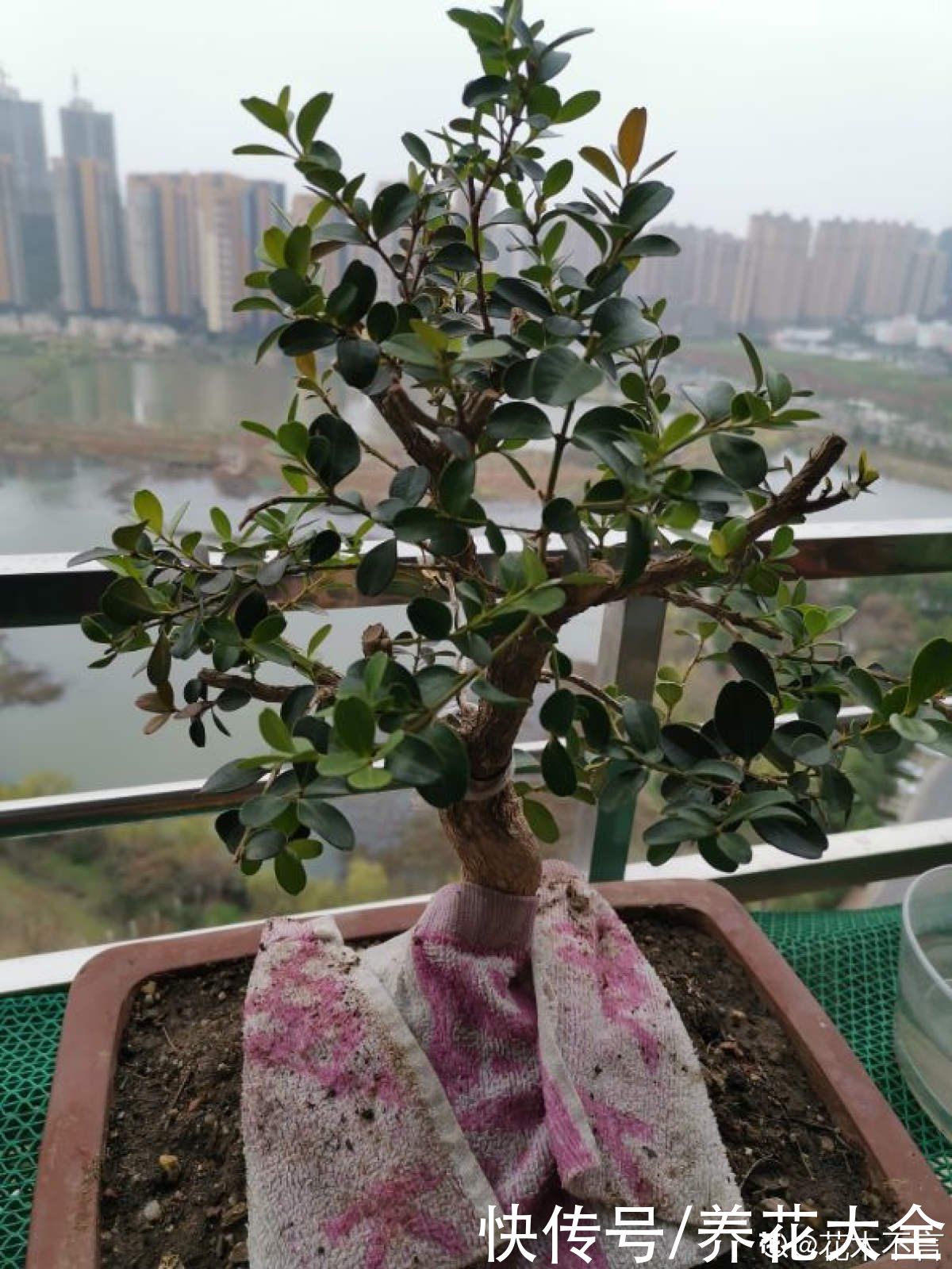 瓜子黄杨|1种“天然矮”的植物，无需矮化，打造天然的瓜子黄杨盆景