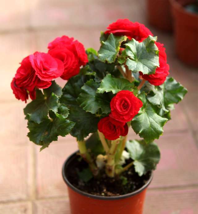 此盆栽花朵鲜艳硕大,一年开花6个月,是观赏花卉中的佳品