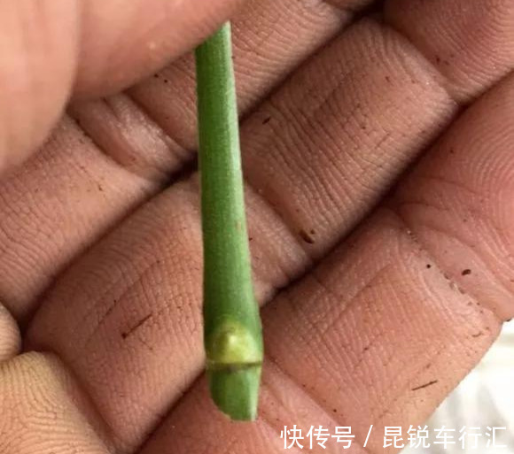 砧木|花开像月季，易爆花，-20℃冻不死，好养活不生病，比桂花香10倍