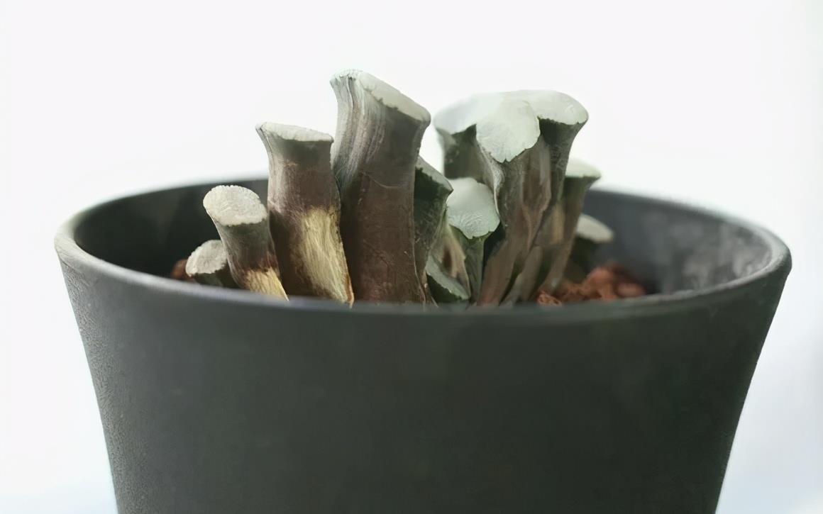 阴一点反而长得好的多肉,不要乱晒,晒一盆死一盆