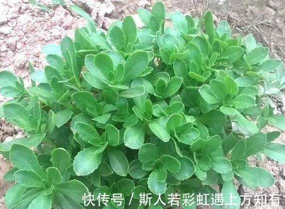 救心菜|乡下有种野菜,被称作“救心菜”“金不换”,价值很珍贵快要绝迹