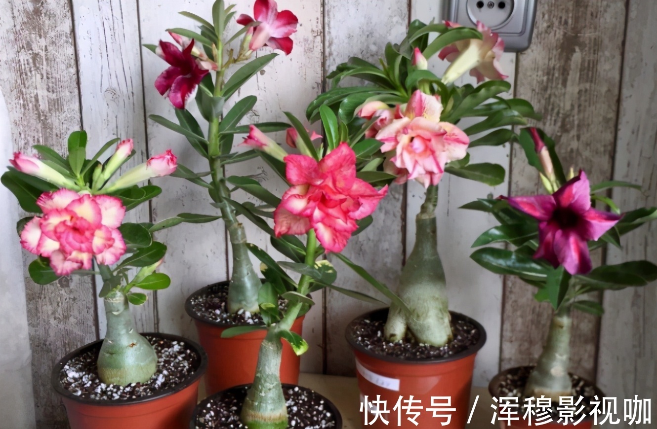 铁树|养花“贵精”不在多,养上这“3种”,谁看了都喜欢