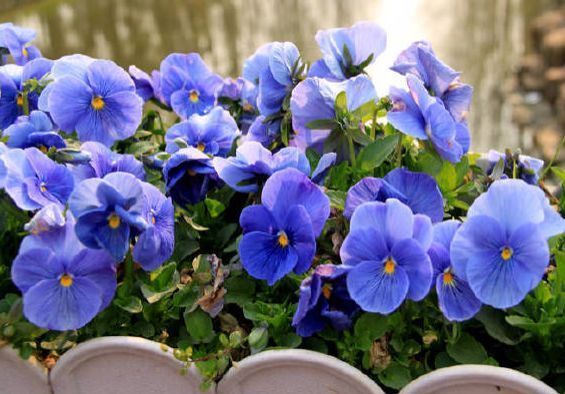 4种花养在家里，一整年都有好运气，开花漂亮财运来，一养就上瘾