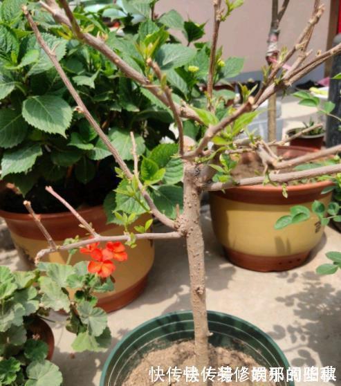 三角梅|秋天三角梅在3种情况下,千万不能晒太阳,一晒就黄叶剩个空盆