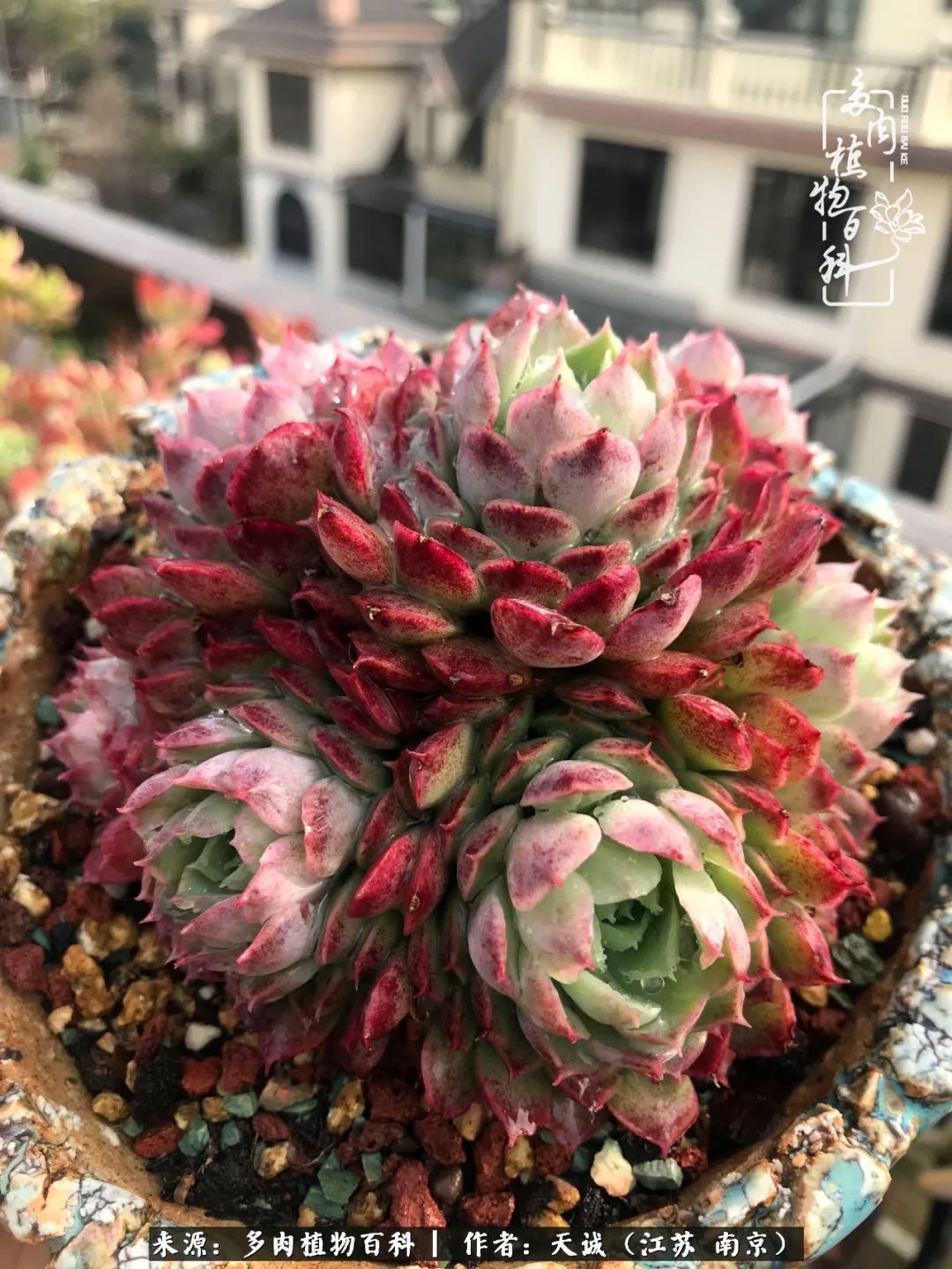 又到多肉最美季，用心去发现身边的美好！
