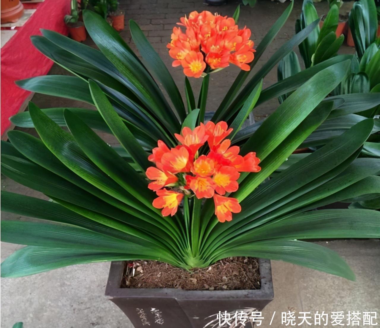 4种“高贵花”,冬天砰砰开花,家里养一盆,富贵大气有面子