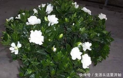 春天给栀子花“剃个头”,树冠很快成大球,花苞压弯枝头!