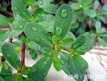 胆固醇|俗话说“吃得马齿苋,到老无病患”,老中医2类人要少吃