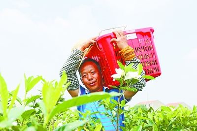 花苞|武汉“栀子花村”想香飘更远成网红