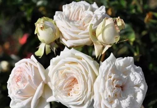  品种|养月季5年，总结出4种香型月季，养一盆香飘满屋