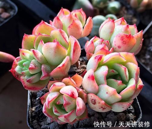 多肉美极|“混血”多肉美极了,皮实颜值高,养护更简单,养几棵真过瘾
