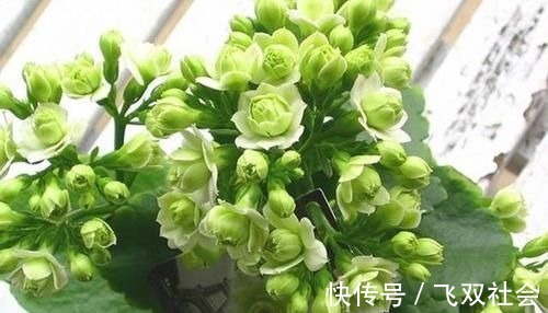 花色|最罕见的花卉,花色新奇,好养易活,是一款爆盆神器,值得拥有