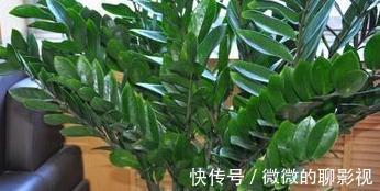 冬天室内养3种花，耐阴又好养，懒人都能养爆盆，观赏价值高