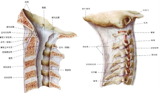 响声|脖子转动时总是“格哒格哒”响，到底是颈椎病？还是别的原因？