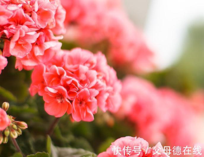 如果家里只能养一种花,那就是它,花开四季,花多爆盆