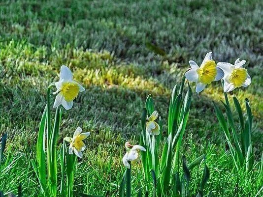 桃花岛水仙花正开|普陀冬日| 桃花岛