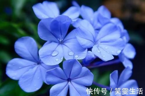 3种超好养的盆栽花,一年开花多次,香气四溢,物美价廉