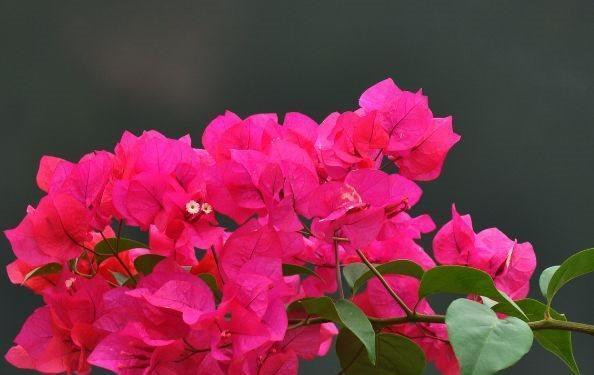 农历十一月大雪过后,养什么花?家里养3种花,吉星高照顺心如意