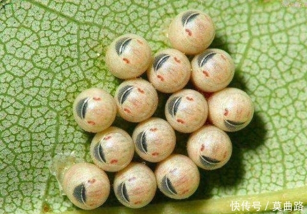 相约|全家相约爬山误食「笑脸葡萄」差一点就死在山上!请谨记爬山常识