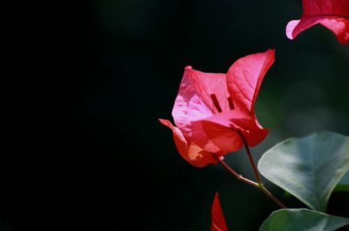 天蝎座|下个月，思念难挡桃树花开，再续前缘，与前任成功复合的4大星座