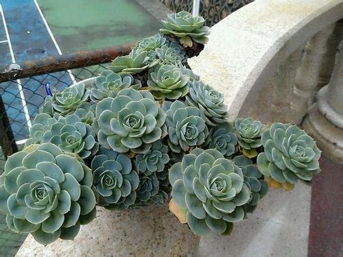 新手养多肉，这3种多肉别轻易养，怕你觉得养护太简单！