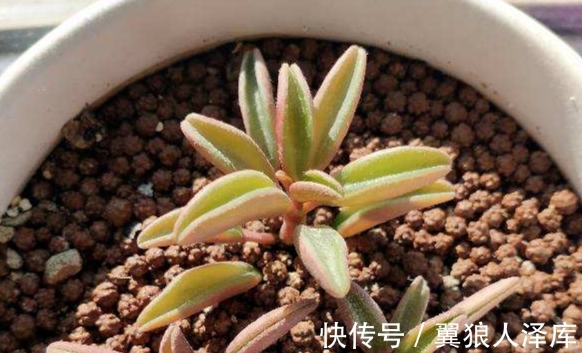 冬季浇花该注意什么?牢记4点不吃亏,不然就等着全空盆吧!