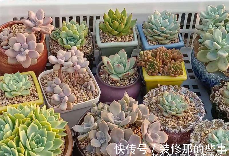 奥普琳娜|非开挂区的多肉如何安全度夏?我按照自己的养护经验来告诉你答案