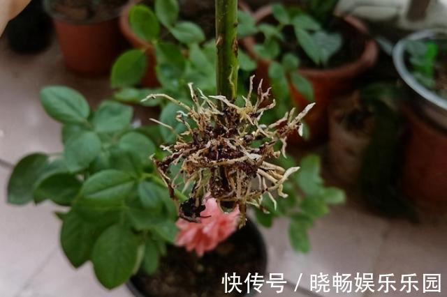 月季扦插新方法,找个饮料瓶,30天长满根,移栽一棵活一棵