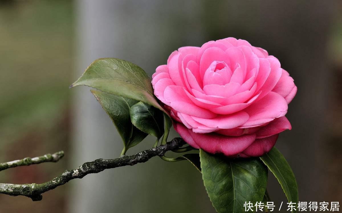 养花妙用醋,改善土质叶片绿油油,这4种花爱吃醋