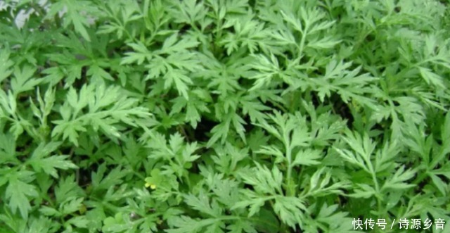 四月多吃這個野草,用它來煎雞蛋,清香甘甜令人回味無窮!