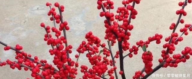 这种花让人钱包一紧,价格很高,奈何颜值更高魅力到底有多大