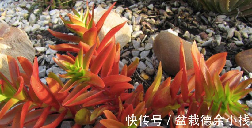 叶子|爱“脸红”的4款多肉,随便养养,晒晒太阳就红叶,美极了