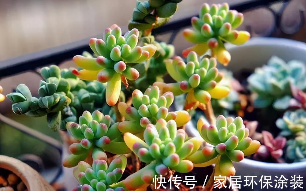 花友|老花匠养的多肉乙女心，长成果冻小老桩，只是做好了这5点