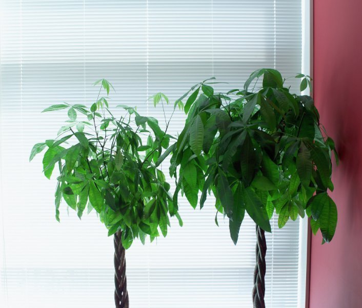 种花|“4种花”养家里，不仅能净化空气，还能旺财镇宅好