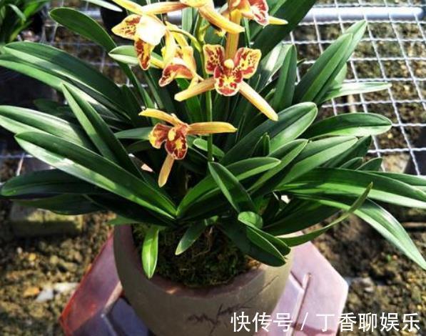 海苔|兰花最怕“上干下湿”,教你3招有效改善,根系健壮不空根