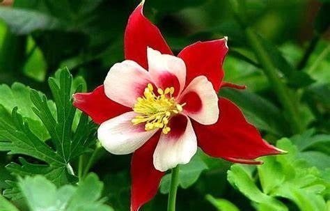 养花试试这几款,花朵像来自仙境,空灵而神秘