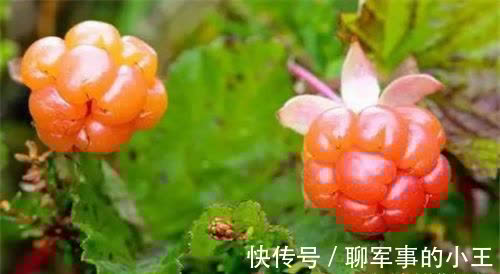 人体|超市里常见的三种养生食物,排毒养颜,延缓衰老,好处多多