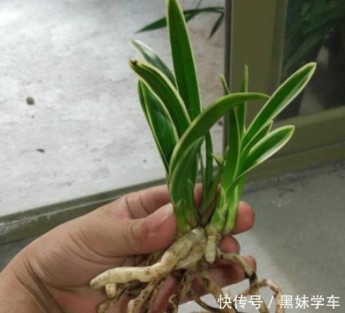 喜欢兰花就养建兰,重点只有2个,越养越上瘾,花朵艳丽满屋飘香!